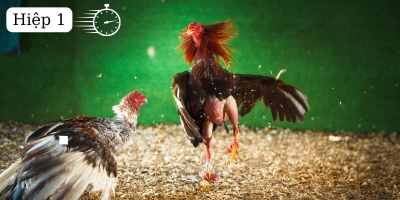 Bật mí bí kíp soi kèo thành công với bộ môn đá gà C1