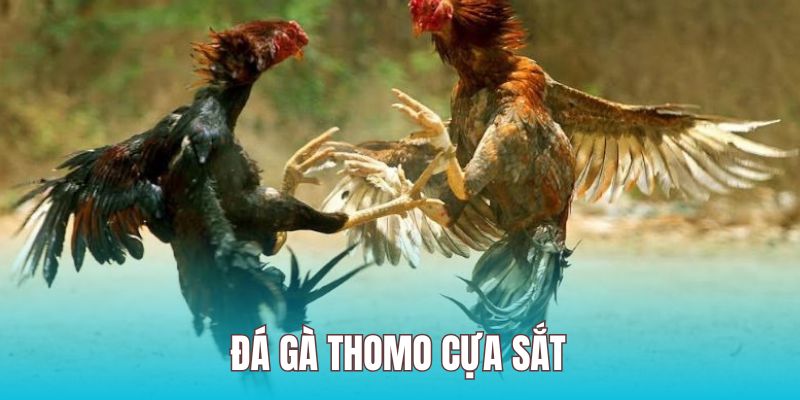Cách đọc kèo chọi kê chuẩn dành cho các tân binh