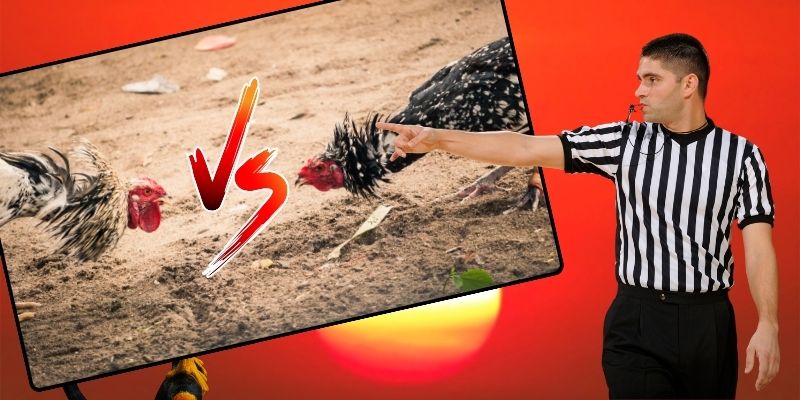 Chú ý quan sát gà chọi để đưa ra nhận định chính xác