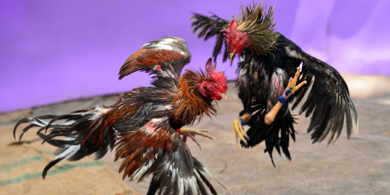 Điểm thu hút từ sảnh đá gà trực tuyến