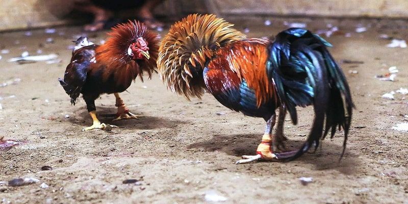 Kế thừa và phát huy văn hoá đá gà Đông Nam Á