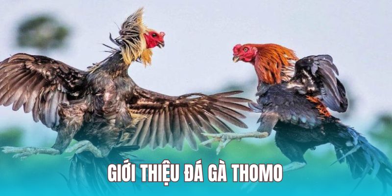 Toàn bộ những thông tin bạn chưa biết về đá gà Thomo