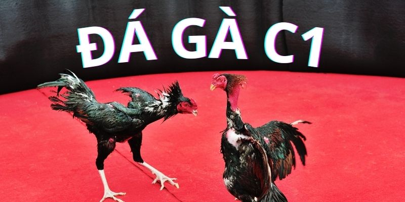 đá gà c1 ảnh đại diện