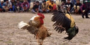 đá gà ww88 ảnh đại diện